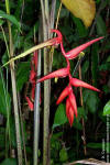 Heliconia obscuroides