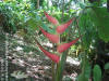 Heliconia orthotricha 'Eden Pink'