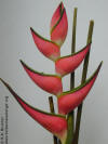 Heliconia orthotricha 'Hot Pink'