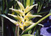 Heliconia papuana