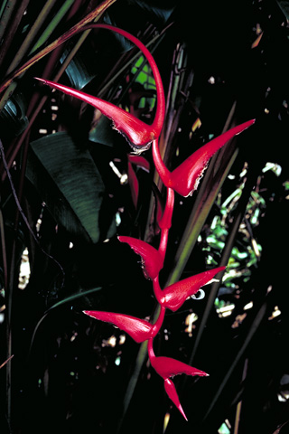 Heliconia pendula 'Bright Red'