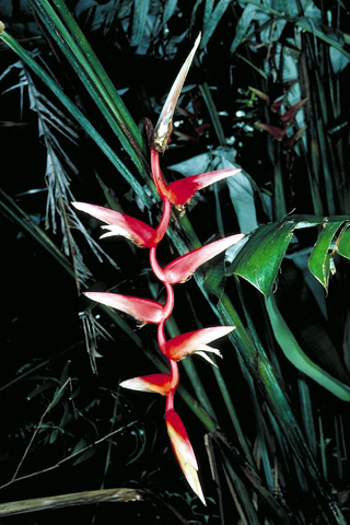 Heliconia pendula 'Frosty'