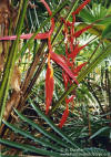 Heliconia pendula 'Styermarkii'