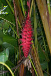 Heliconia pogonantha x mariae 'Dinosaur'