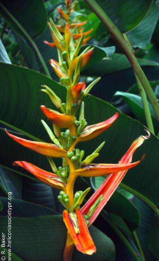 Heliconia pseudoaemygdiana 'Birdiana'