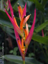 Heliconia psittacorum 'Borinquen Midnight'