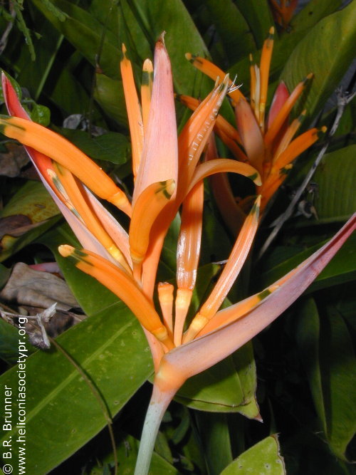 Heliconia psittacorum 'Choconiana'