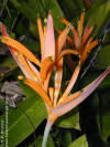 Heliconia psittacorum 'Choconiana'