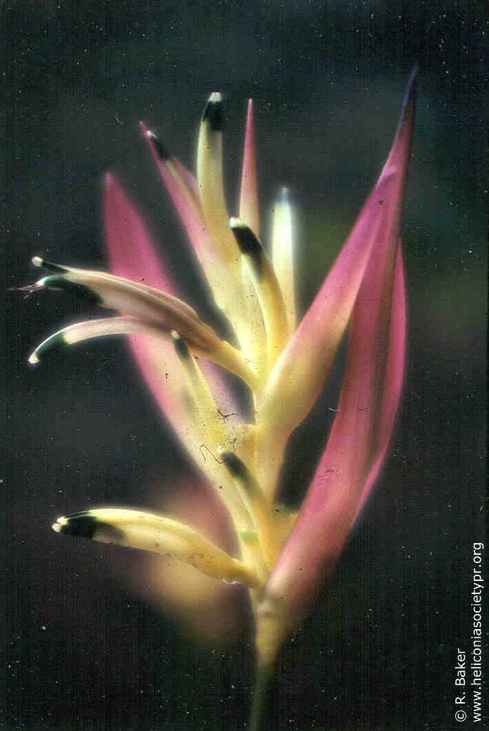 Heliconia psittacorum 'Parakeet'