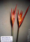 Heliconia psittacorum 'St. Vincent Red'