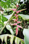 Heliconia riopalenquensis