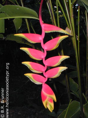 Heliconia rostrata 'Dwarf'