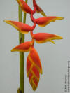 Heliconia rostrata 'Sun-kissed Orange'
