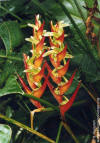 Heliconia sampaioana