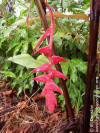 Heliconia sanctae-theresae