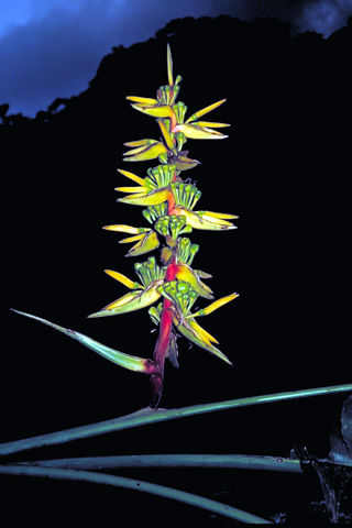 Heliconia spissa 'Guatemala Yellow'