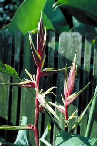 Heliconia spissa 'Mexico Red'