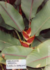 Heliconia stricta 'Carli's Sharonii'