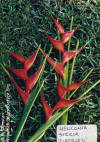 Heliconia stricta 'Fire Bird'