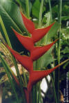 Heliconia stricta 'Iris'