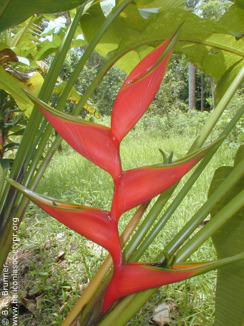Heliconia stricta 'Las Cruces'