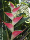 Heliconia stricta 'Pascuita'