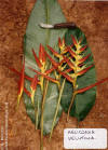 Heliconia velutina