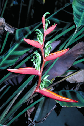 Heliconia zebrina 'Inca'