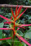 Heliconia aemygdiana var. transandina