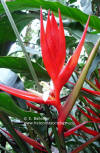 Heliconia angusta 'Holiday'