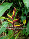 Heliconia bihai 'Chocolate Dancer'