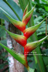 Heliconia bihai 'Five A.M.'