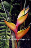 Heliconia bihai 'Peachy Pink'