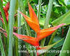 Heliconia bihai x caribaea 'Cano'