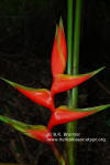 Heliconia bihai x caribaea 'Grenada Orange'