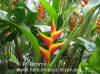 Heliconia bihai x caribaea 'Jacquinii' (clump)