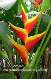 Heliconia bihai x caribaea 'Jacquinii'