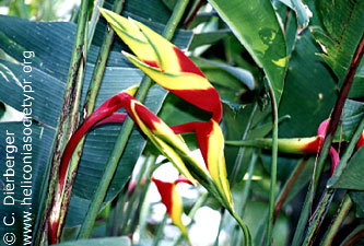 Heliconia bihai x marginata 'Citra'