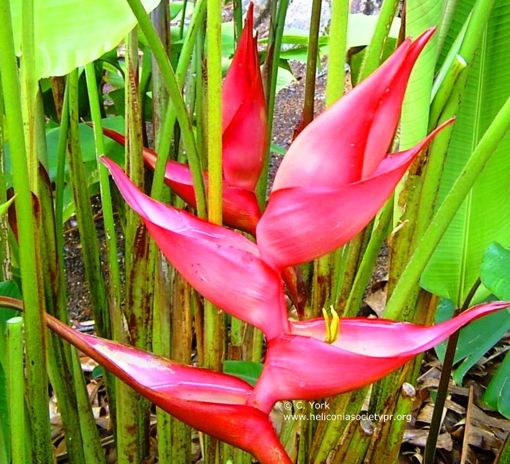 Heliconia bourgaeana, Red Lobster Claw