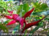 Heliconia collinsiana x bourgeana 'Pedro Ortiz'