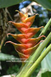 Heliconia caribaea 'Porto Rico'