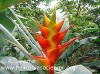 Heliconia caribaea 'Prince of Lightness'