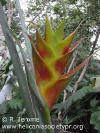 Heliconia caribaea 'Prince of Lightness'