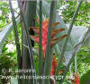 Heliconia caribaea