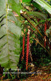 Heliconia carmelae (clump)