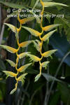 Heliconia chartacea 'Amazonita'