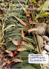 Heliconia chartacea 'El Chaco'