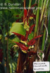 Heliconia collinsiana var. velutina