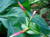 Heliconia cordata 'Pink and Green'