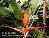 Heliconia cucullata